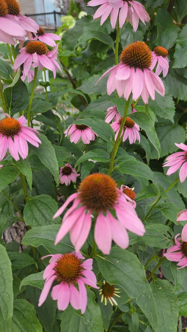 Summer garden blooms up close in Montreal