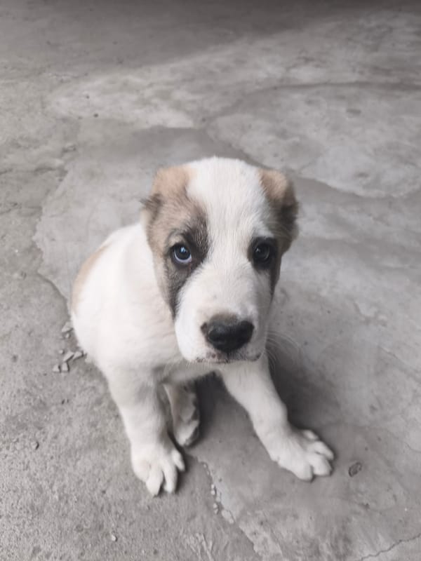 Alabai puppy, a cat, and garden close-ups in Bishkek