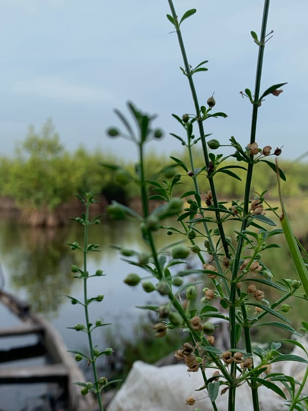 Morning waterway scenes captured in Ibasa, Nigeria wetlands