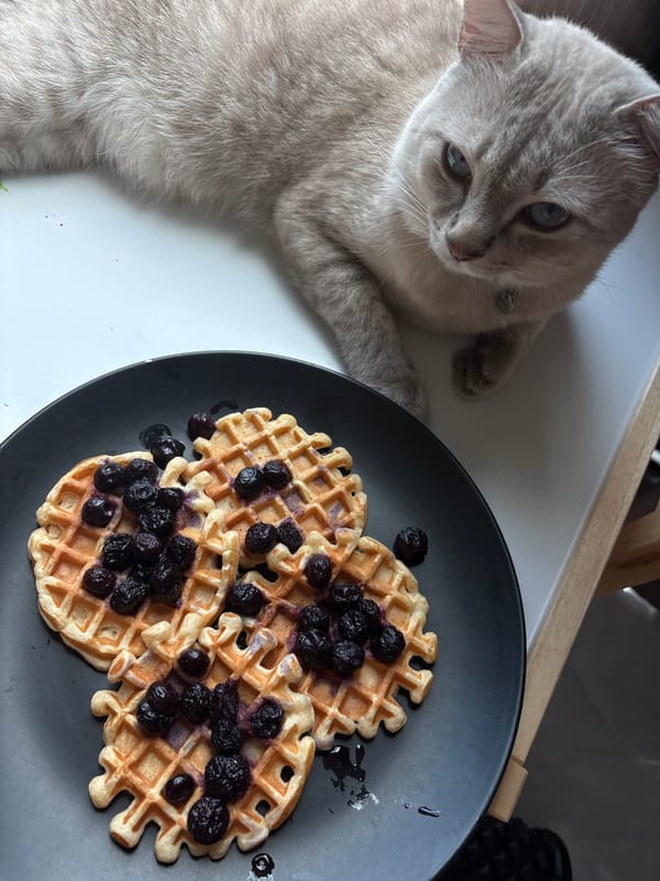 Early morning domestic moments with cat documented in Thailand