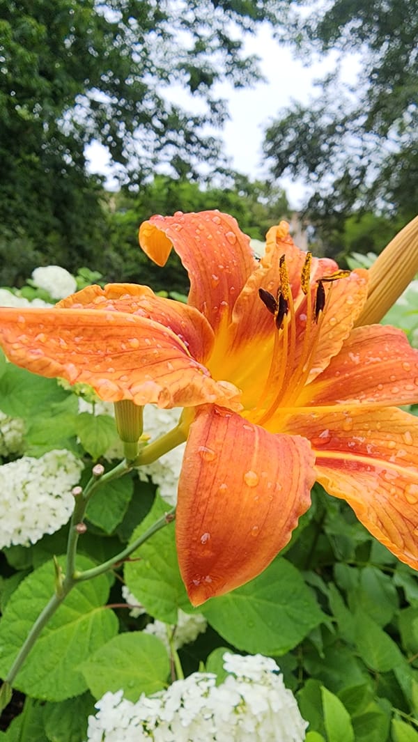 Wet flowers, city wildlife, and quiet streets in Moscow