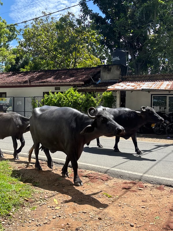 Water buffaloes share road with traffic in Kadewatta, Sri Lanka