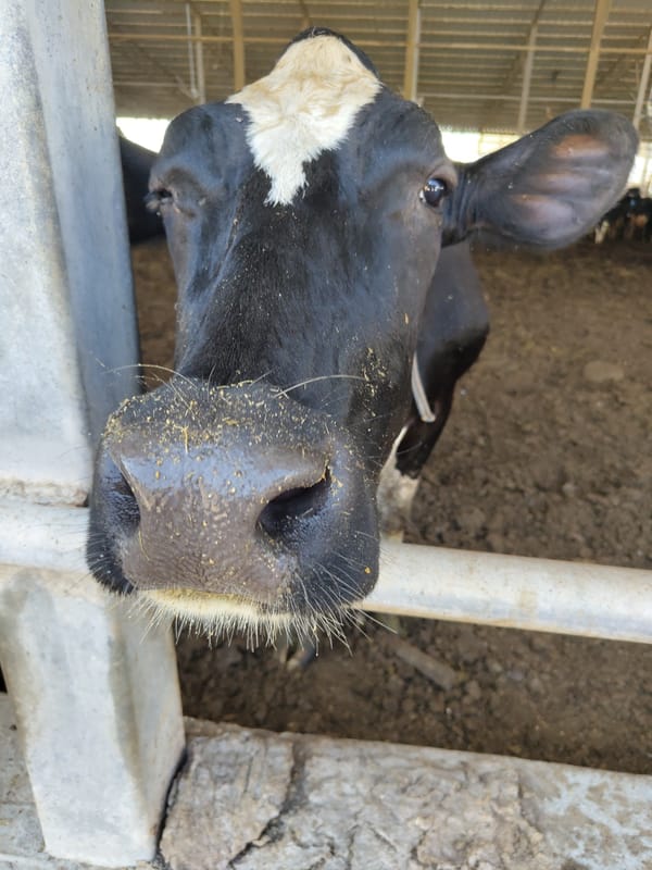 Morning tour of a Holstein dairy farm in southern Israel