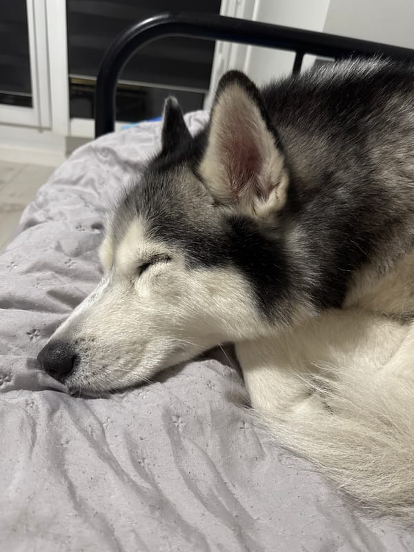 Domestic scenes captured: sleeping dog, dessert, suitcase, houseplants