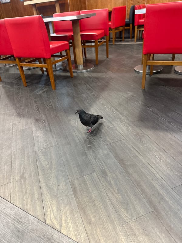 Pigeon spotted wandering inside Paris cafe during lunch hour