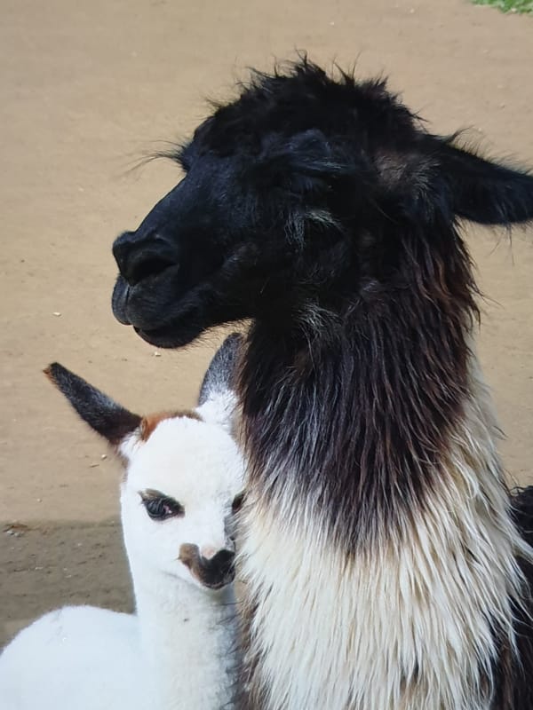 Black and white alpacas observed together against tan surface