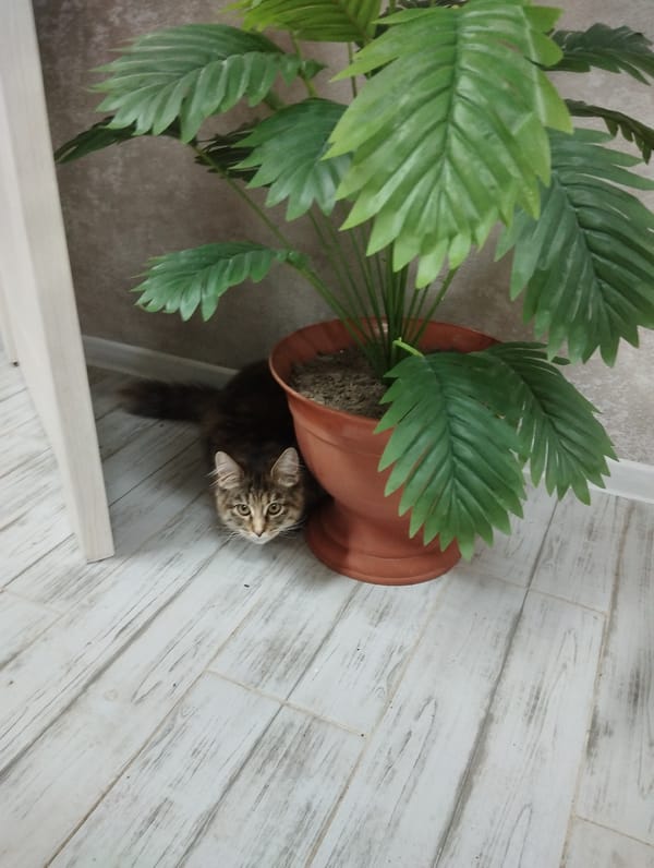 Domestic life with pets documented in Grishanki, Russia