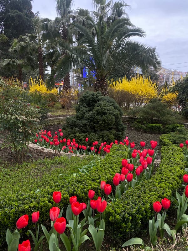 Red tulips bloom in Sochi public garden