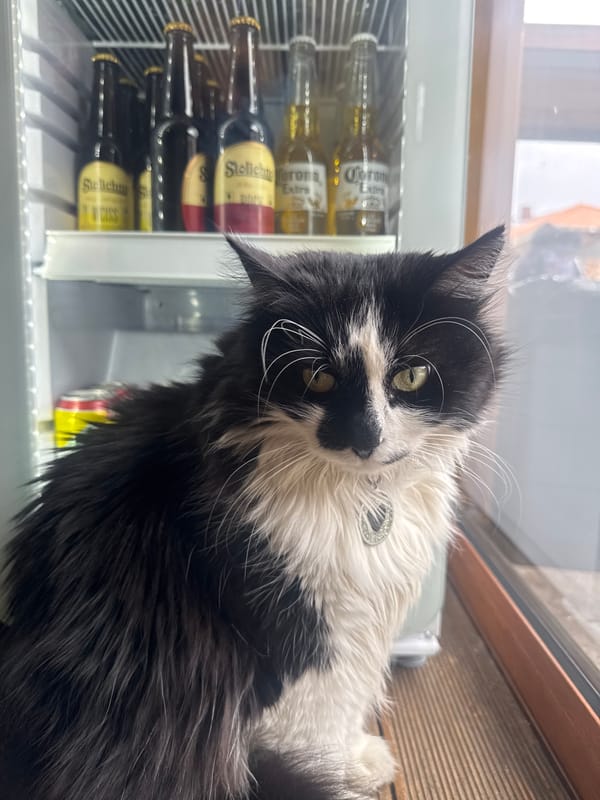 Cat relaxes beside beer-filled refrigerator in Bansko home