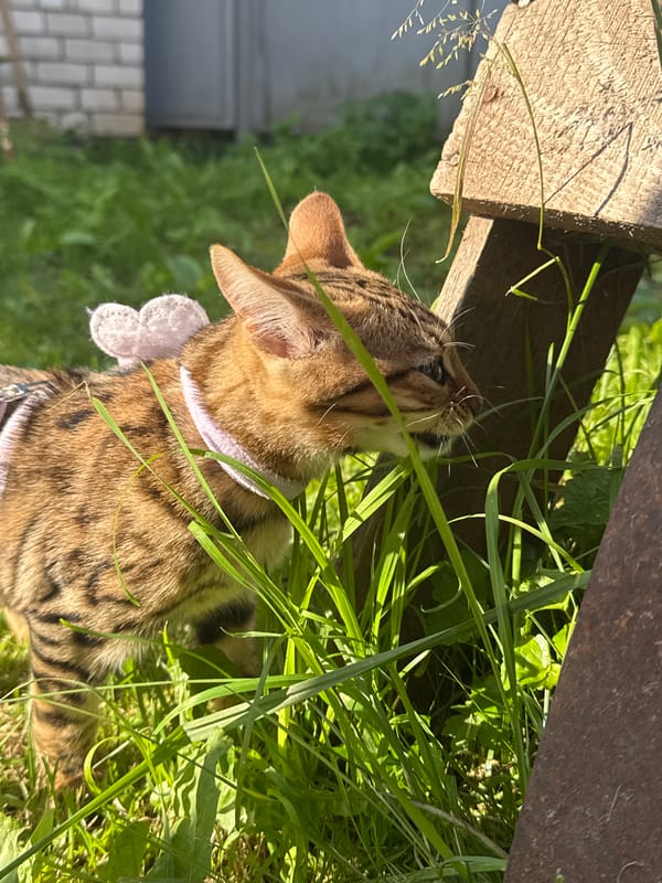 Leashed tabby cat explores a backyard in Rzhev, fully accessorized