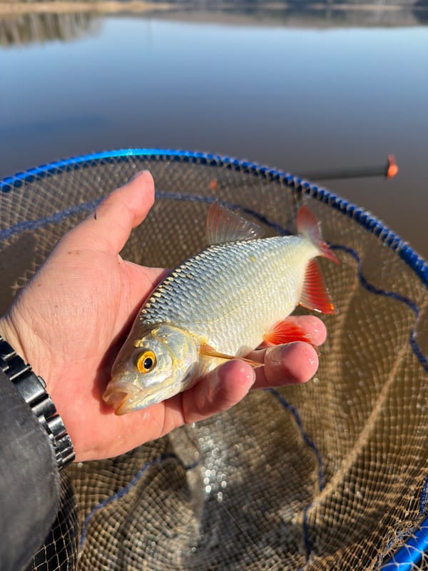 Early morning fishing success captured in Chaikovsky, Russia