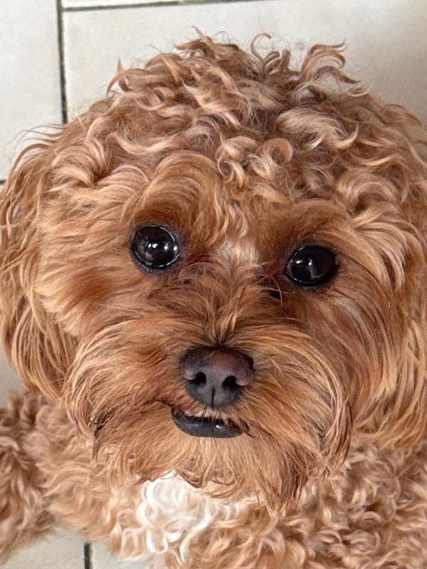 Poodle mix, strawberries, and home details in Tbilisi