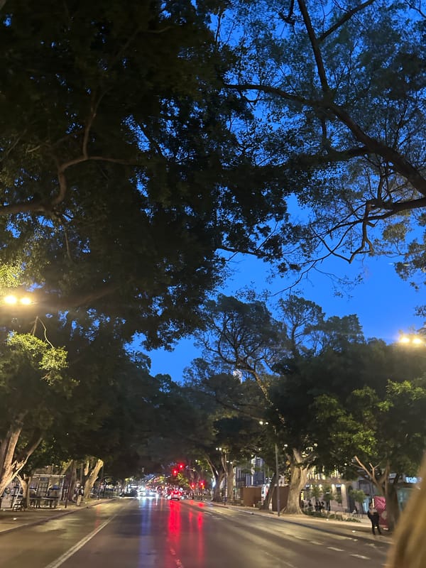 Evening streetlights illuminate tree-lined avenue in Málaga, Spain