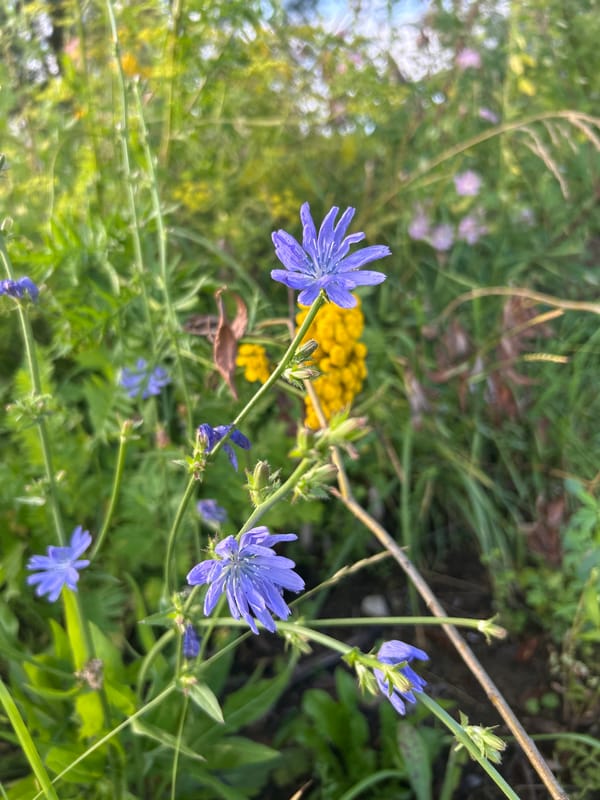 Summer afternoon in Kalitsino, nature details and a popsicle