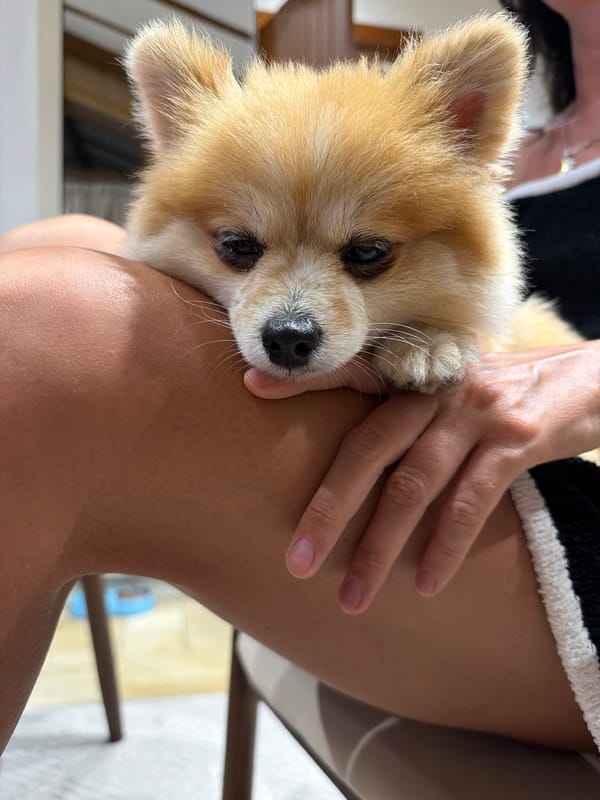 Quiet domestic moments captured during afternoon gathering