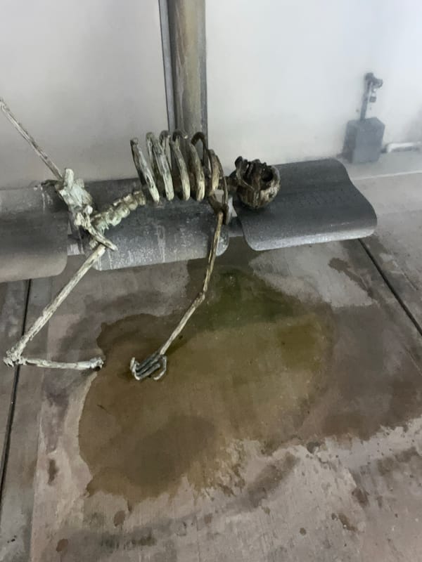 Deteriorated skeleton display found in water-damaged Miami building