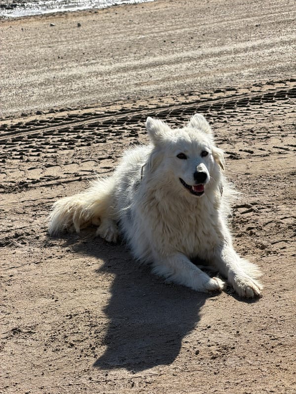 White dog spotted on streets in Noviy, Russia