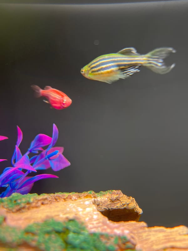 Domestic aquarium scene captured with fish and decorations in Kazan