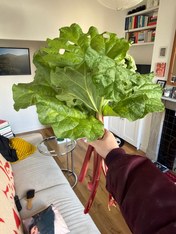 London resident displays fresh rhubarb at home