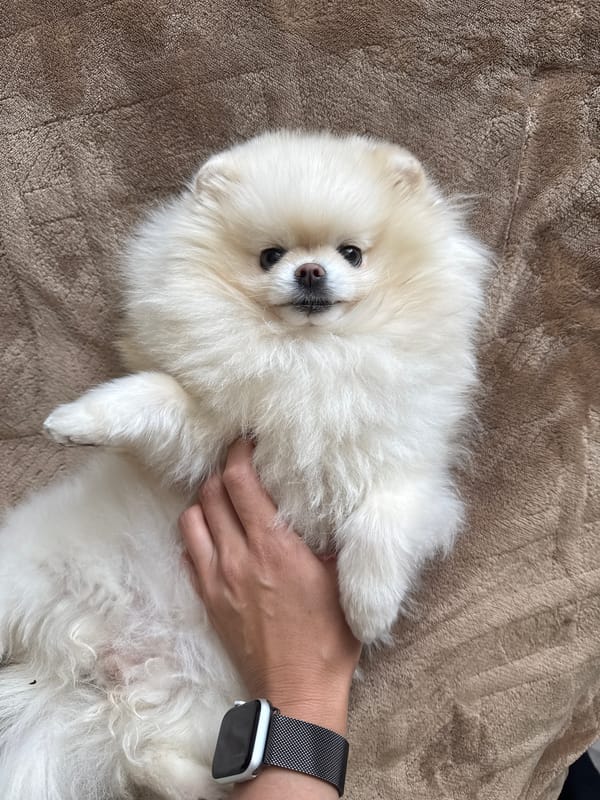 White Pomeranian rests on back in Saratov home