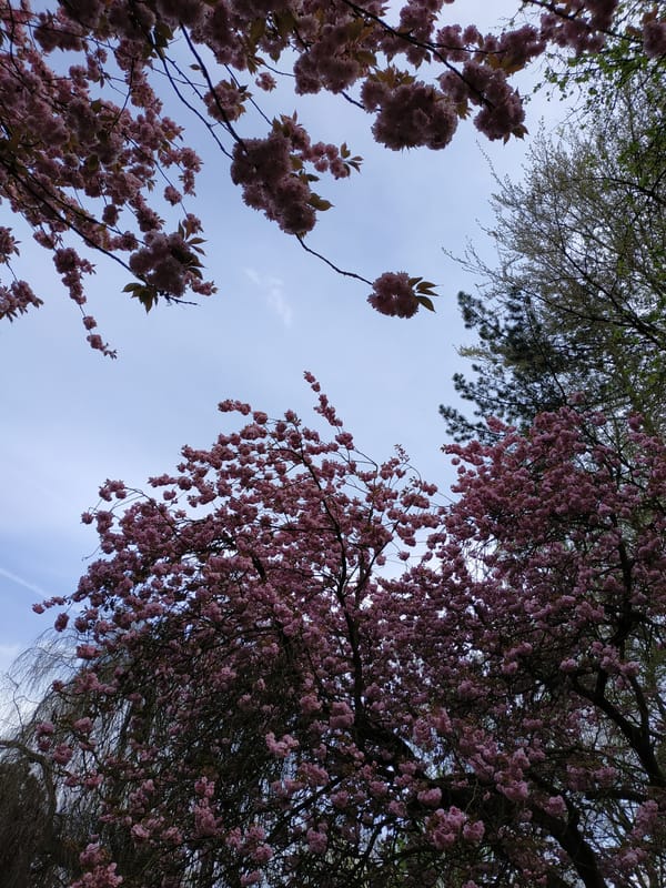 Spring park walk with blooming trees, resting dog in Dortmund