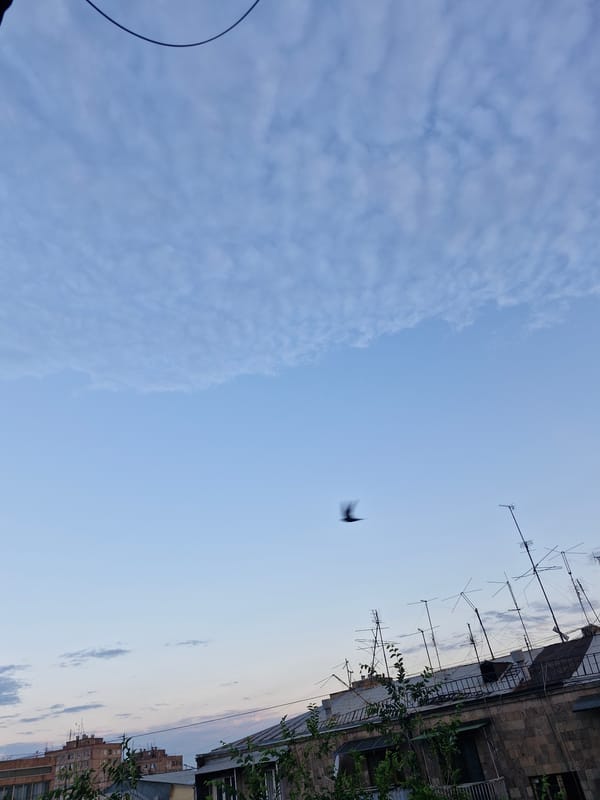 Birds in flight over an urban skyline at dusk