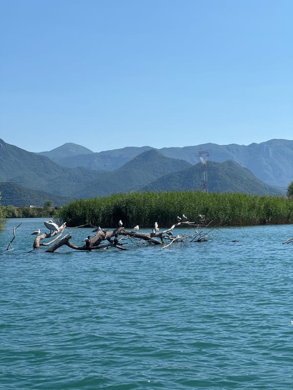 Boat journey captures Lake Skadar wildlife and scenery near Vranjina