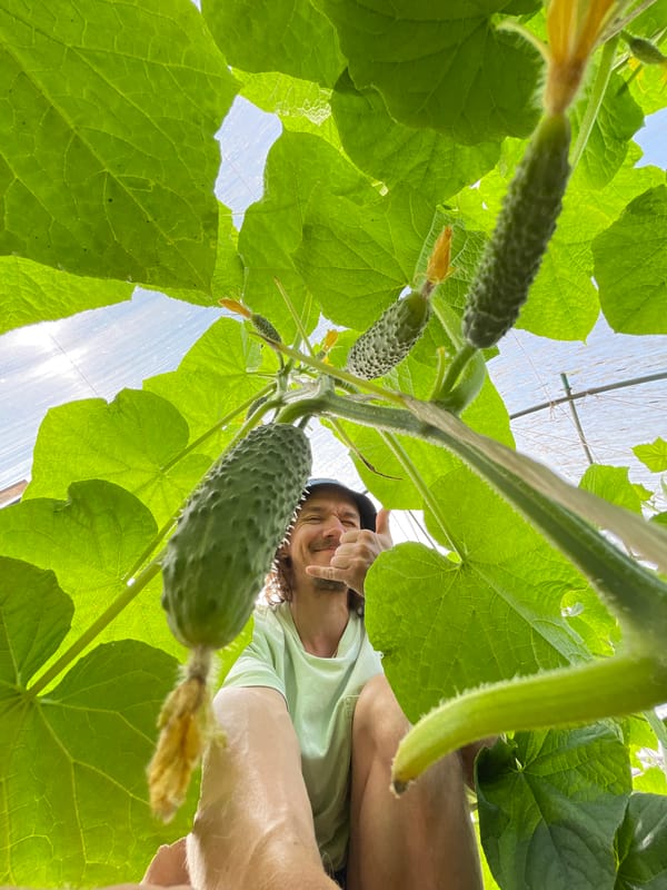 Morning farm visit captures blooming peonies and greenhouse crops