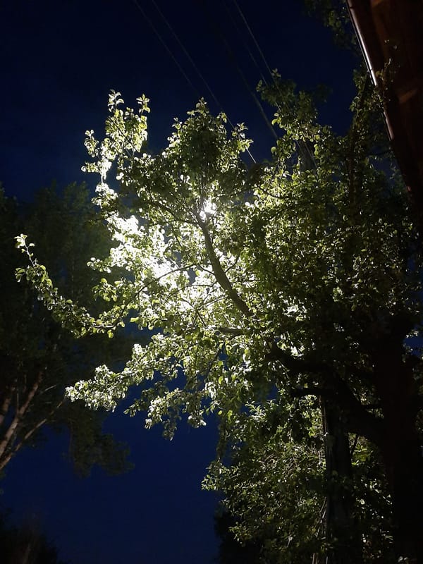 Tree illuminated by street lighting captured in Lviv nighttime