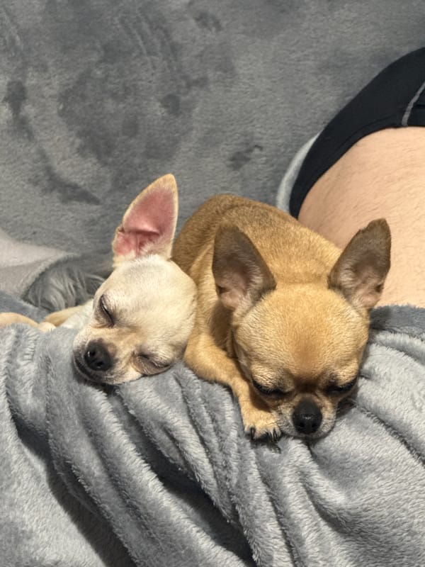 Two chihuahuas sleep on blanket in Sofia home