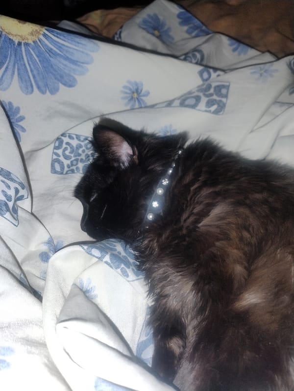 Black cat relaxes on floral bedding, caught in various states of rest