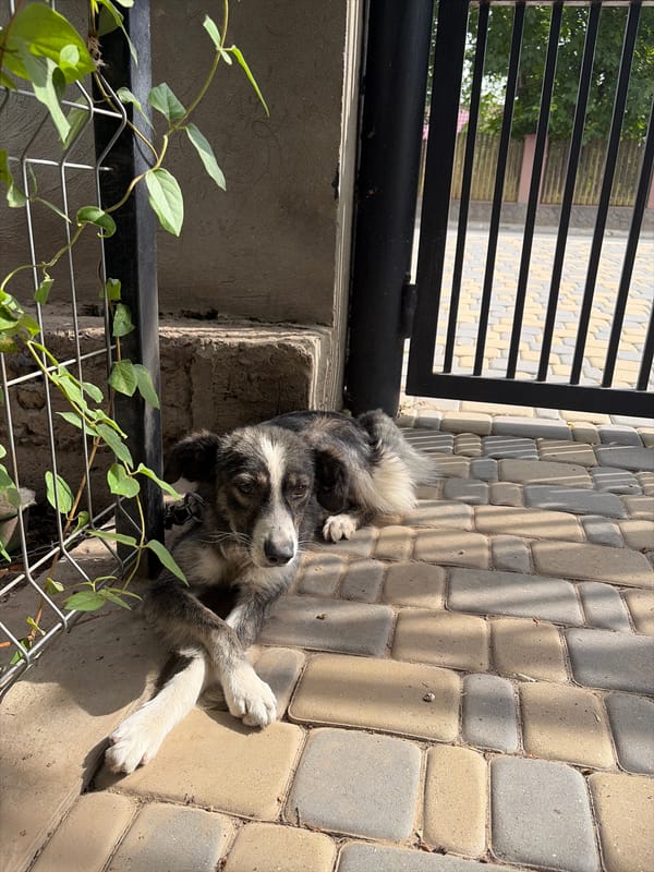 Lazy summer morning with pets and coffee in rural Moldova