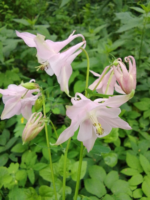 Columbine flowers bloom in Russian garden, captured in detail
