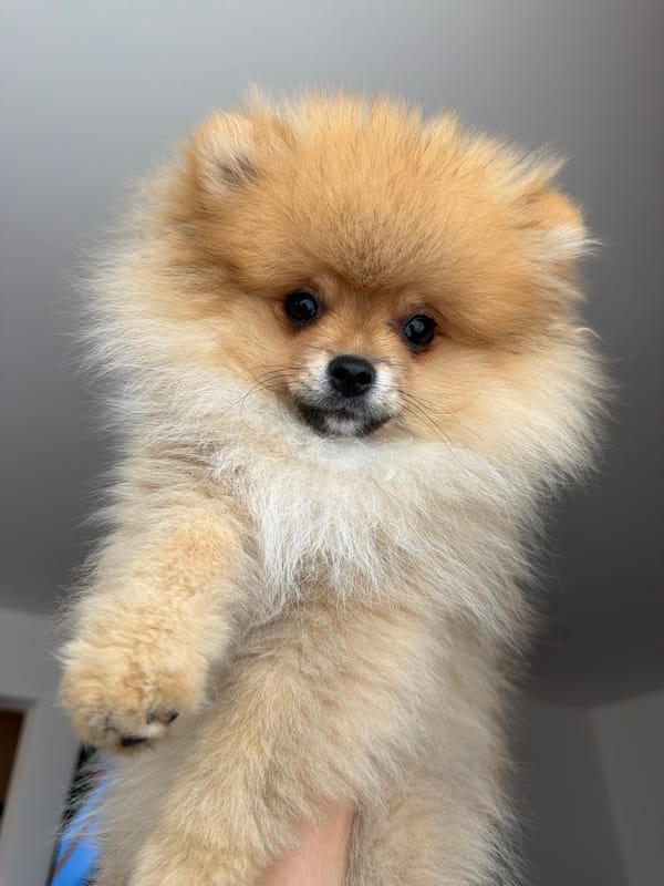 Tan Pomeranian held by person in Shumen, Bulgaria