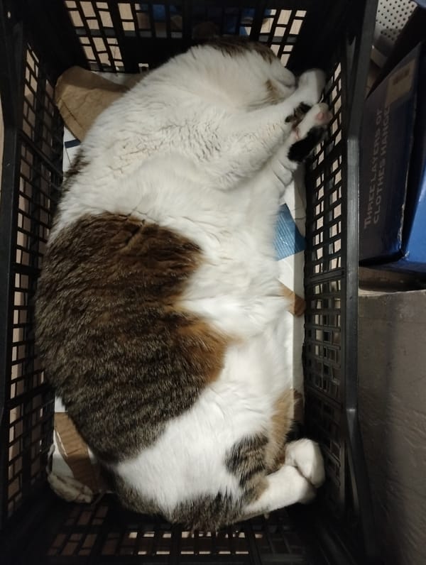 Cat sleeps in makeshift bed in Ukrainian village