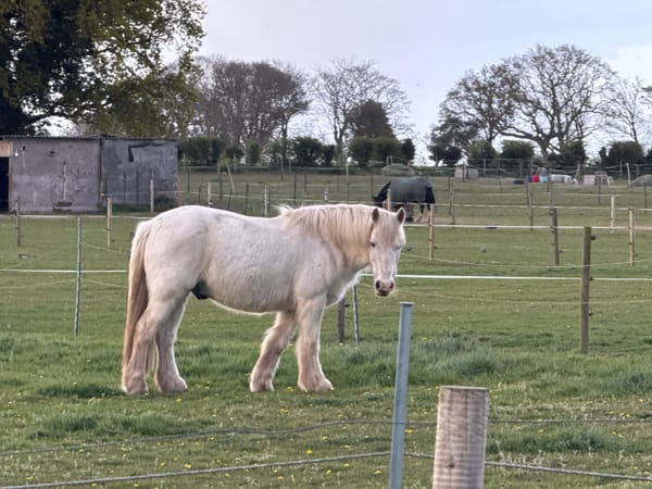 Horse observed grazing in pastoral field near Great Yarmouth