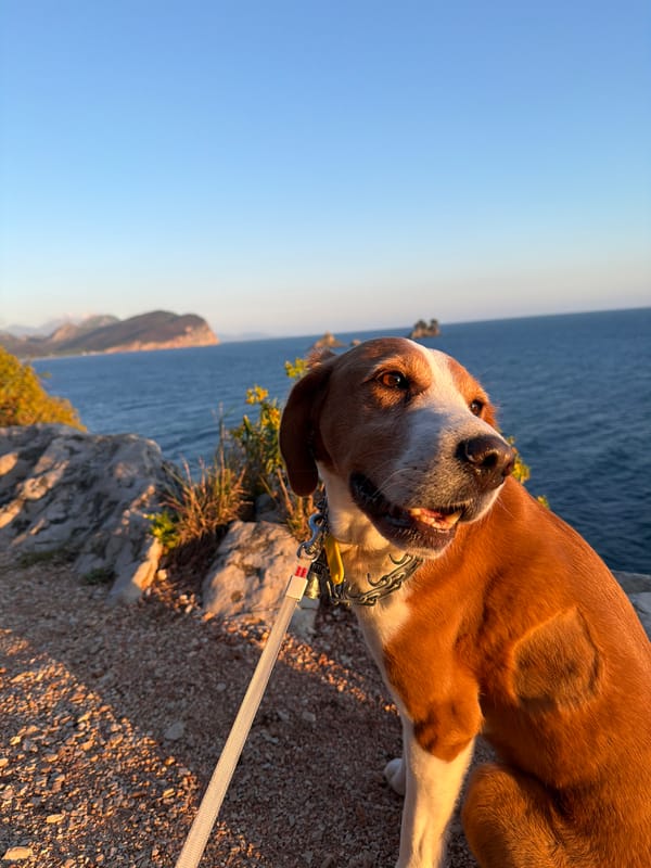 Dog rests on coastal path in Montenegro