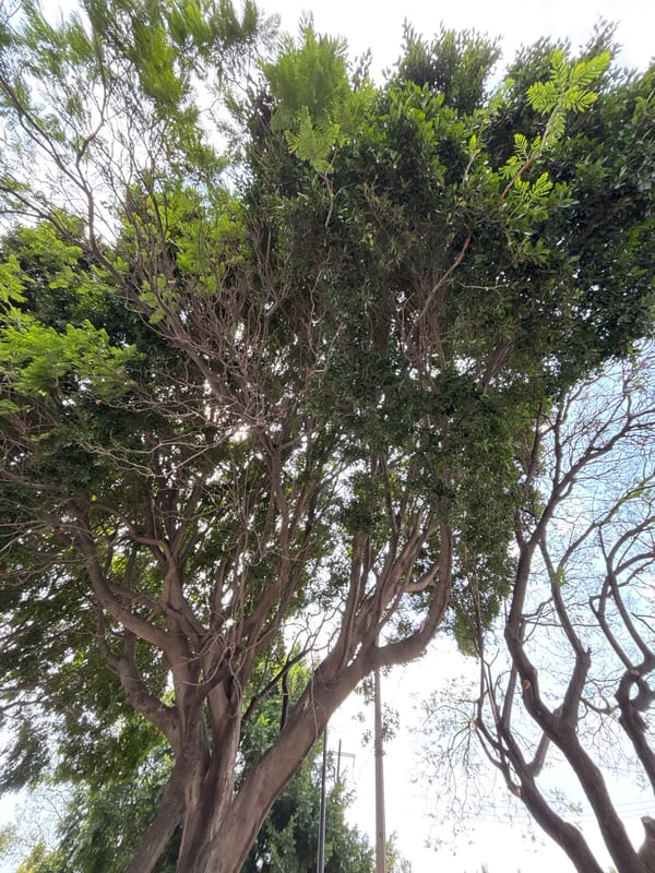 Tree canopy photographed from below in Puebla, Mexico