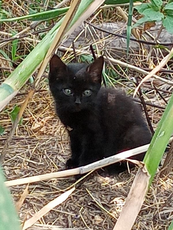 Kitten, plants, and sky on a Shymkent morning