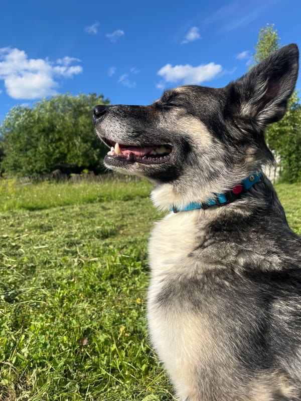 Dogs play and lounge in a sunny Nizhny Tagil yard