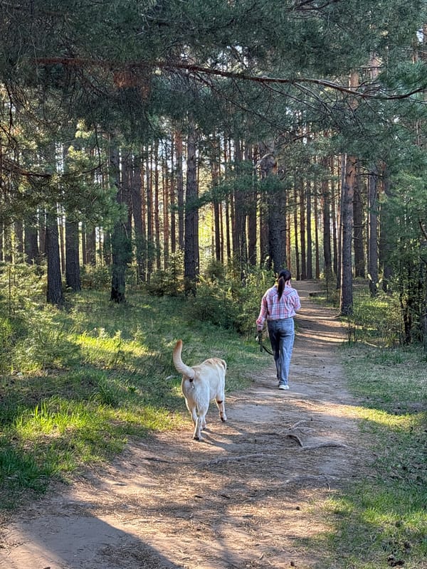 Early morning forest exercise and dog walking in Chaikovsky