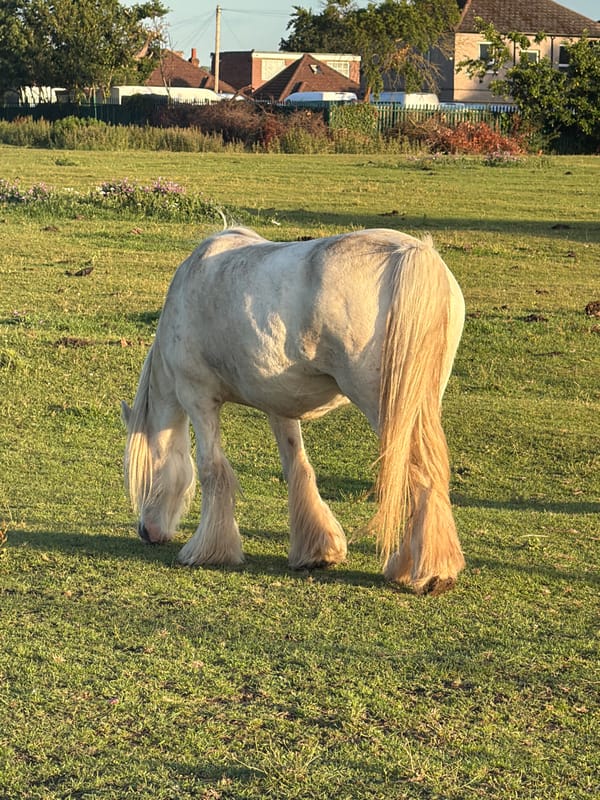 Horses graze peacefully in London field