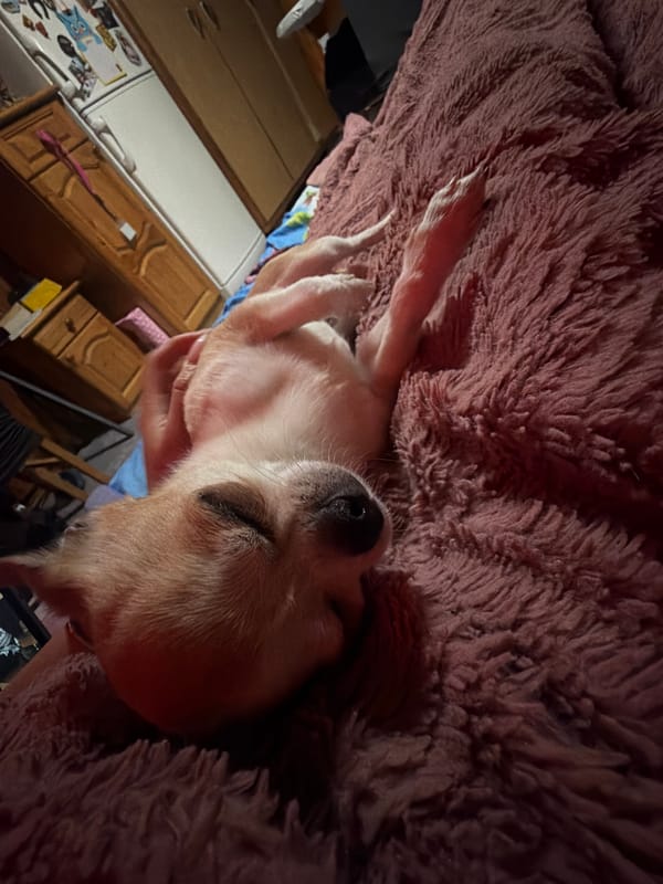 Chihuahua rests on blanket in Bulgarian kitchen