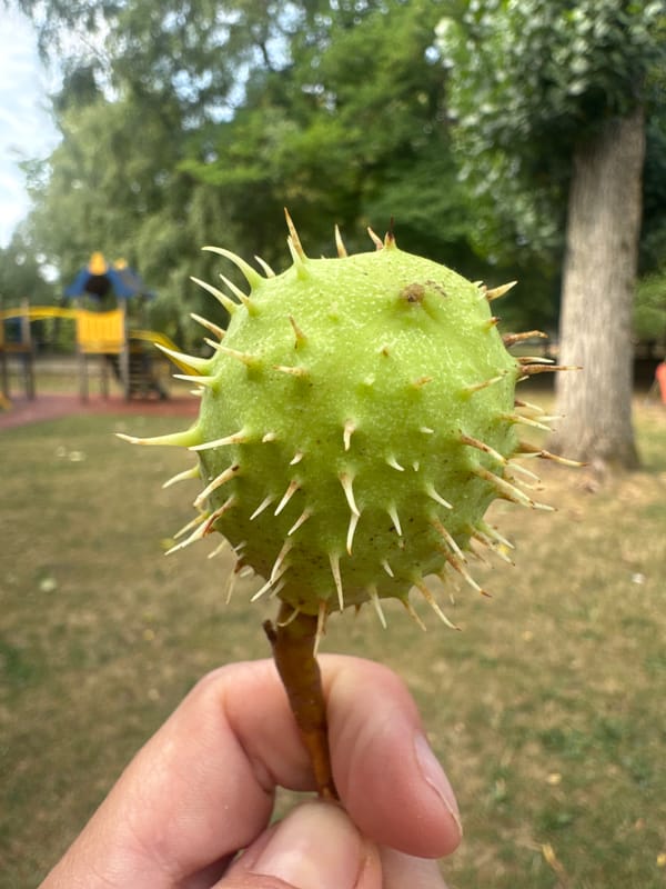 Horse chestnut moments in a Divonne-les-Bains park