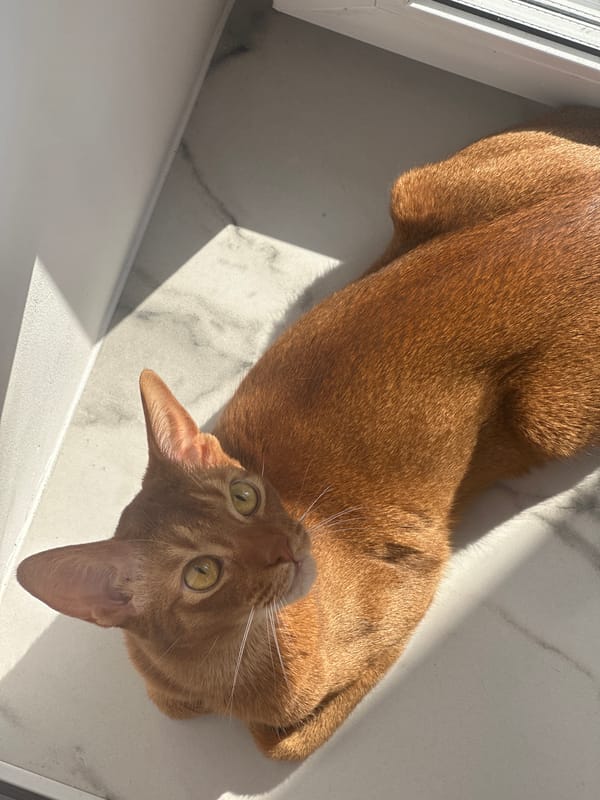Orange cat rests on marble surface in Kazan
