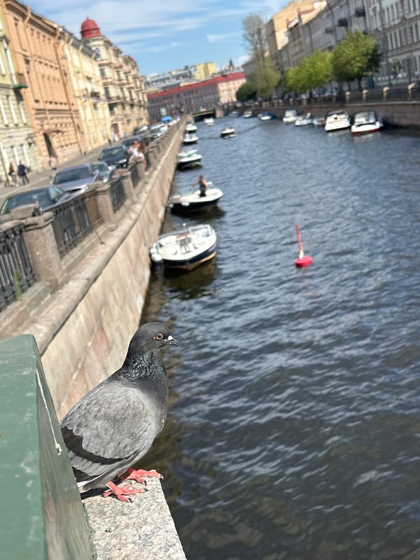 Pigeons hanging out along a sunny city canal