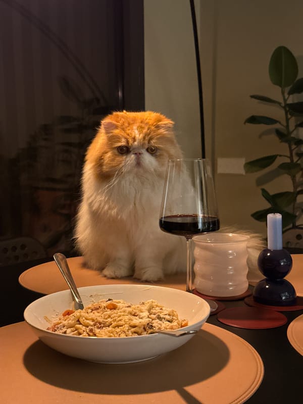 Dogs and cats spotted across Barcelona neighborhoods Tuesday afternoon