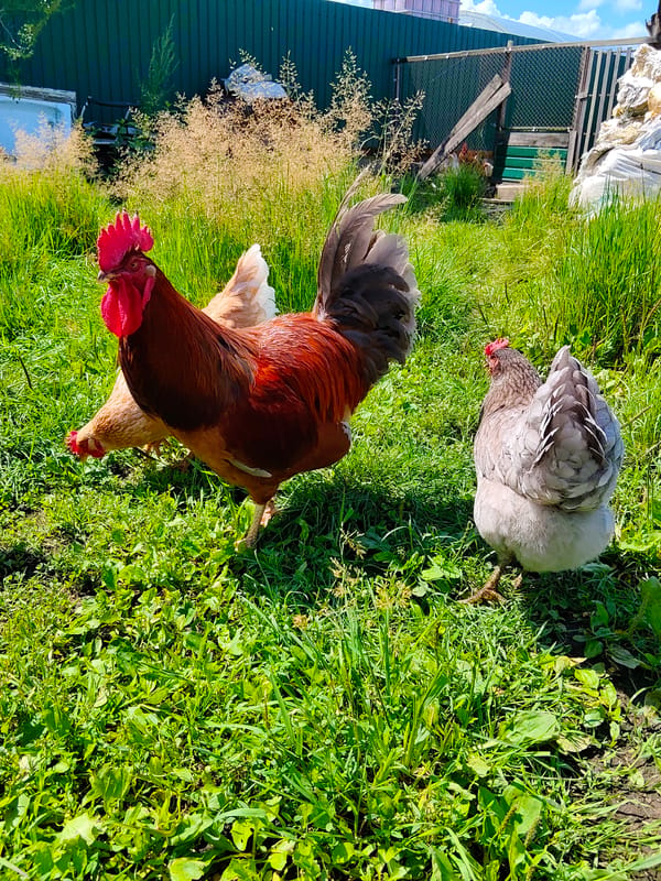Rooster in full color, sunny day in Blagoveshchensk