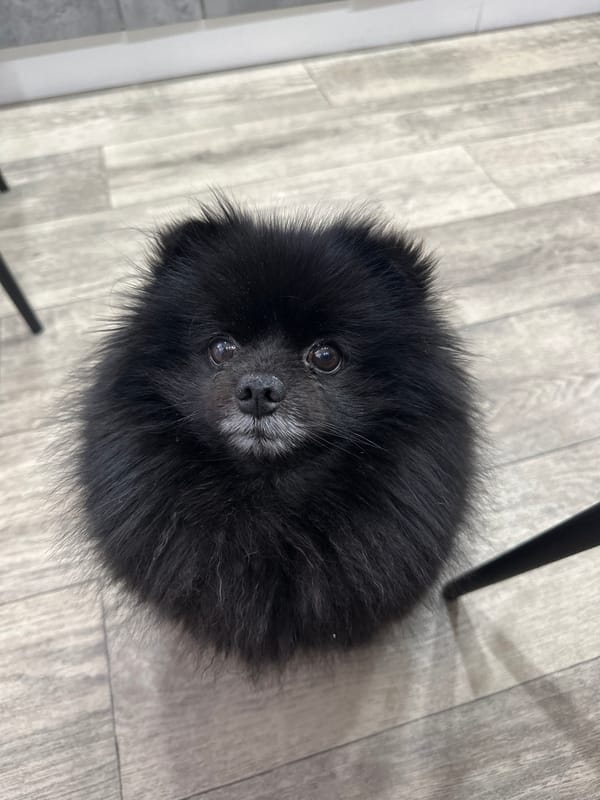 Black Pomeranian poses for the camera in Petropavl