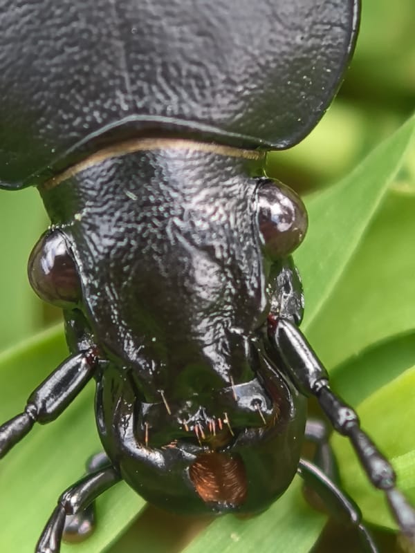Nature observations recorded in Svilengrad: beetle and leaf study